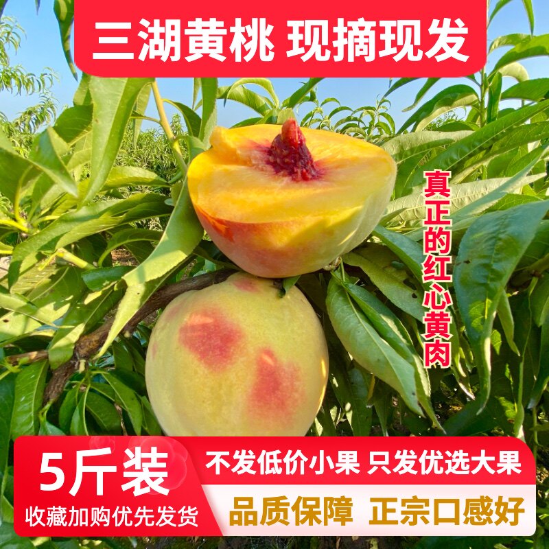 正宗湖北三湖黄桃红心锦