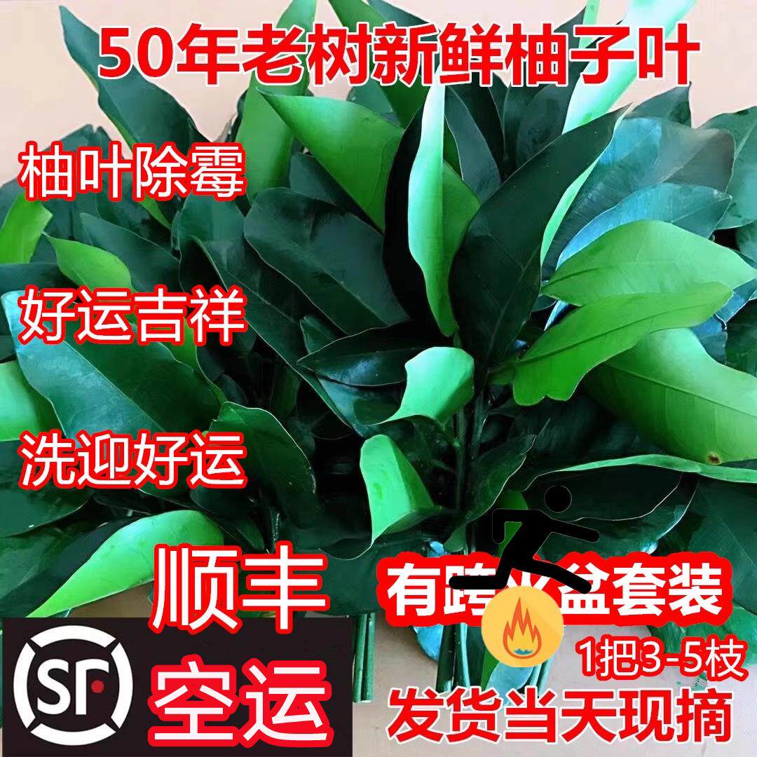 顺丰空运新鲜柚子叶现摘