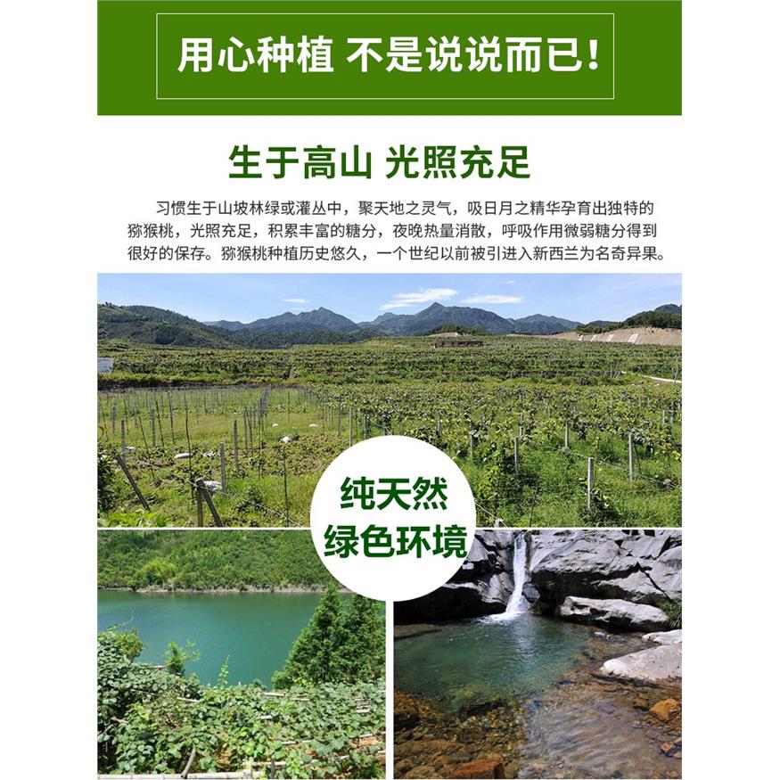 正宗江山徐香弥猕猴桃新