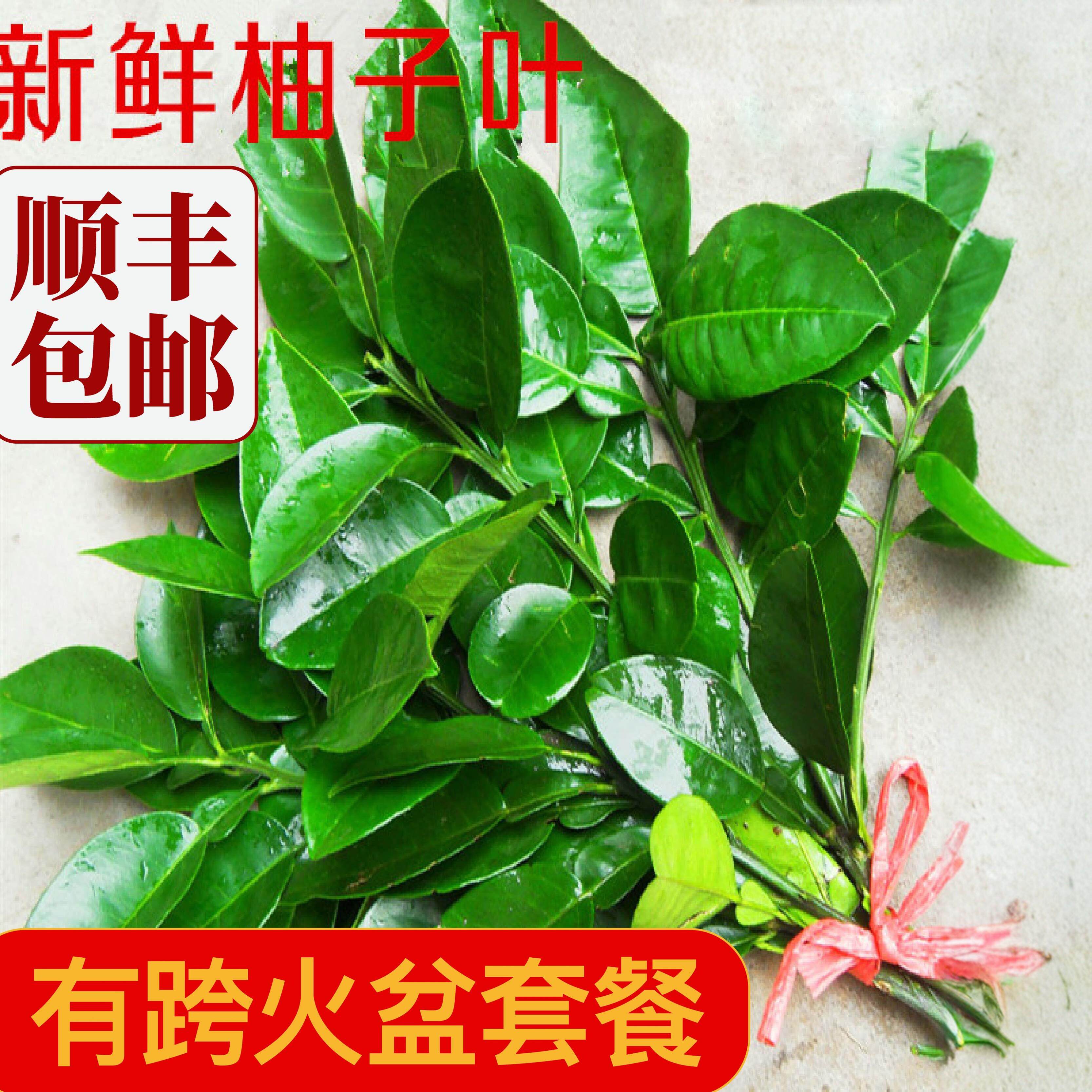 三把新鲜柚子叶祈福开