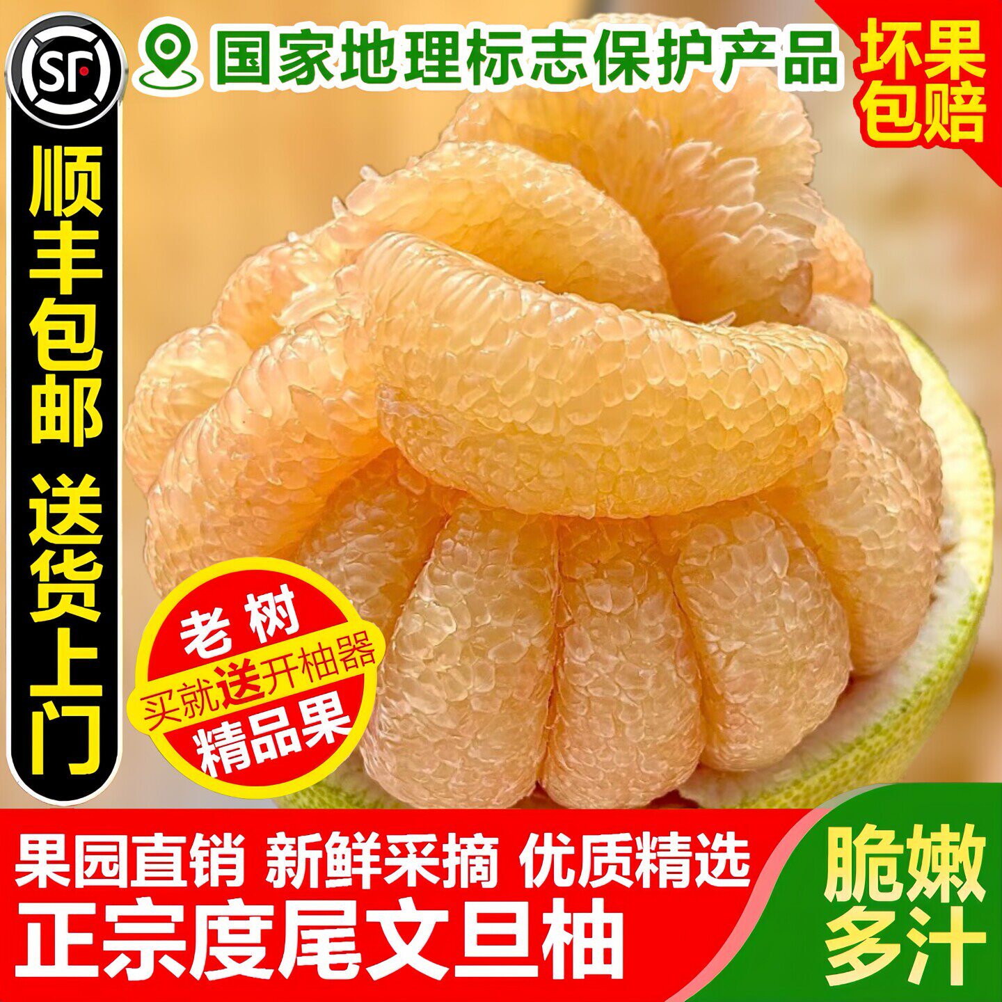正宗度尾文旦柚子福建莆