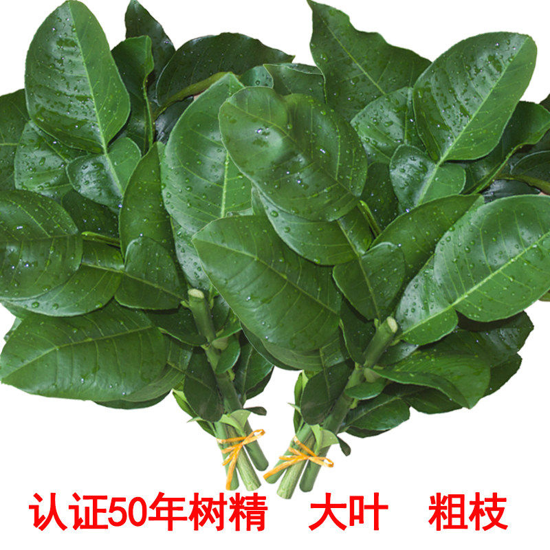 新鲜柚子叶高考开运祈福