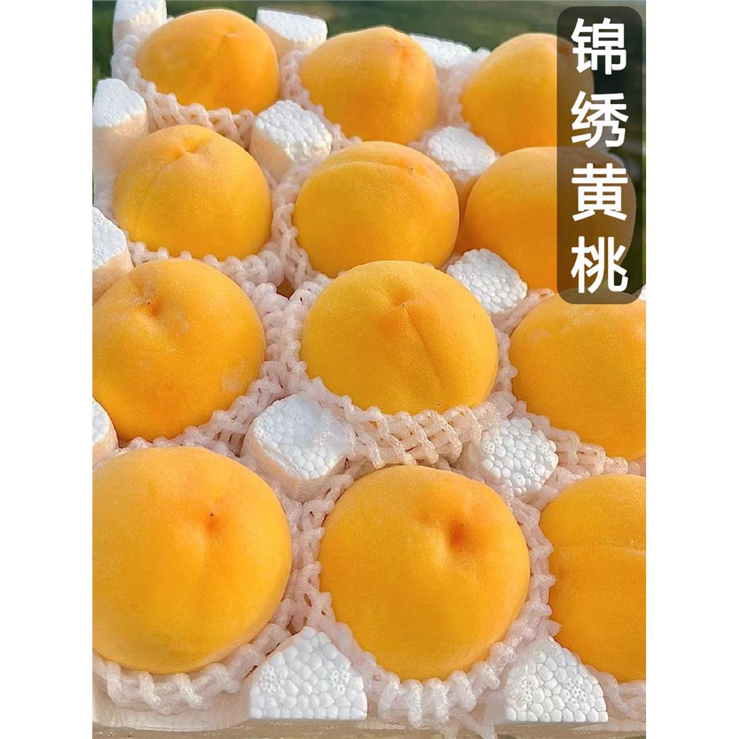 山东蒙阴锦绣黄桃新鲜水