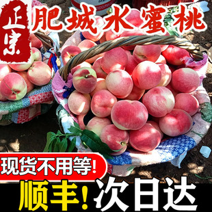 肥城肥桃泰安特产脆甜桃新鲜水果山东大桃子现摘现发佛桃水蜜桃5