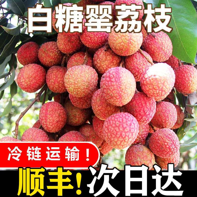 顺丰大果10老树白糖罂荔枝新鲜包邮5斤正宗海南应当季水果现摘现