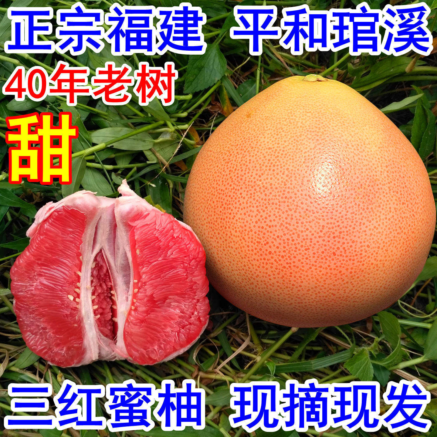 三红蜜柚管溪福建正宗官