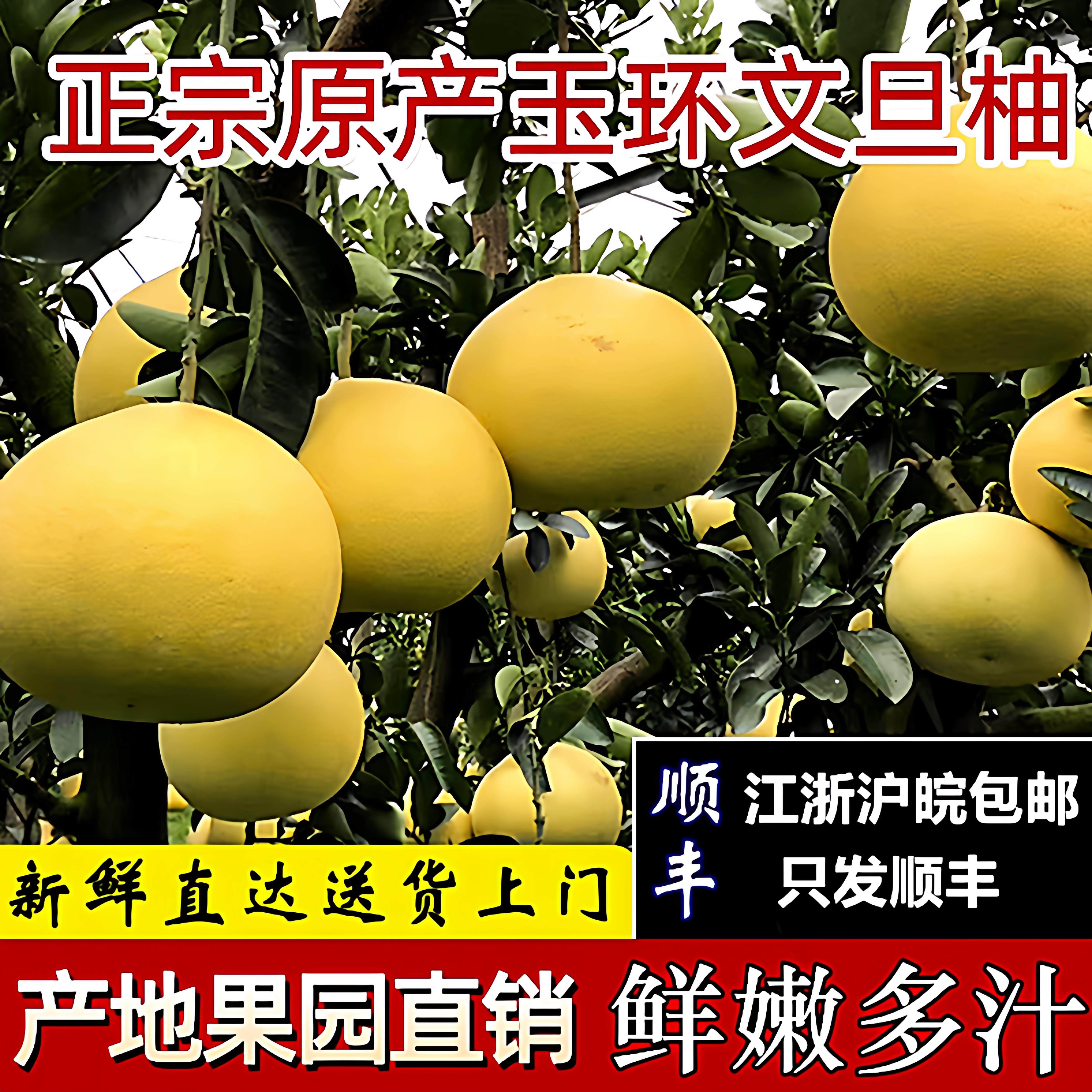 当季正宗玉环文旦柚子优