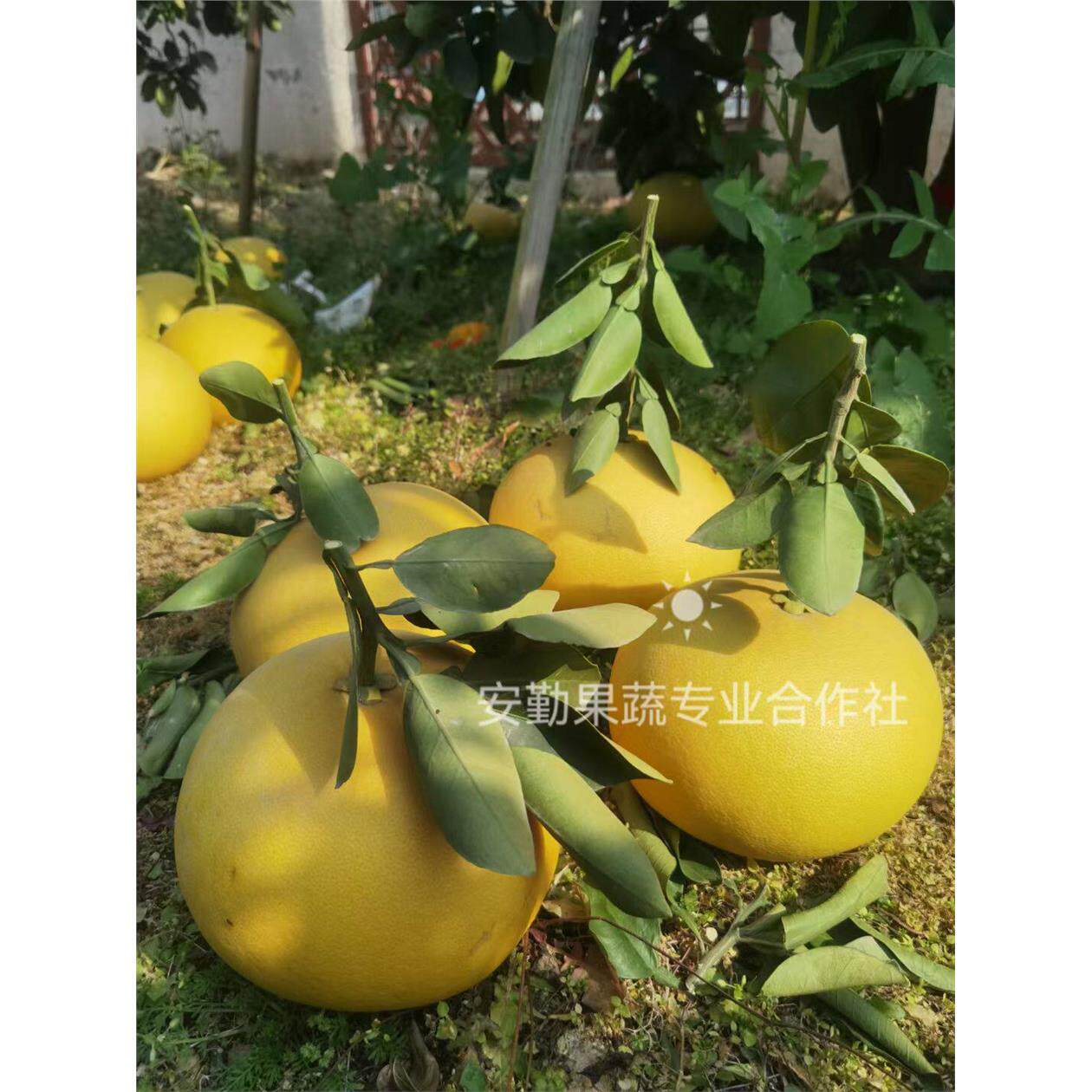 正宗玉环文旦柚子当季新