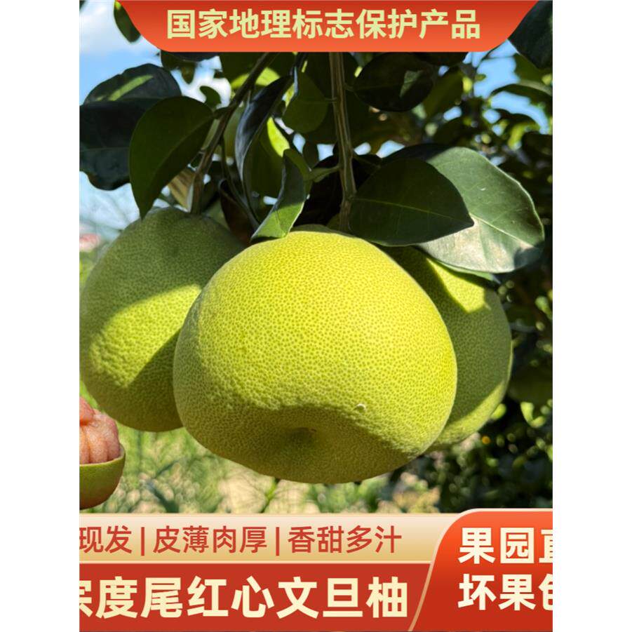 福建度尾正宗文旦柚柚子