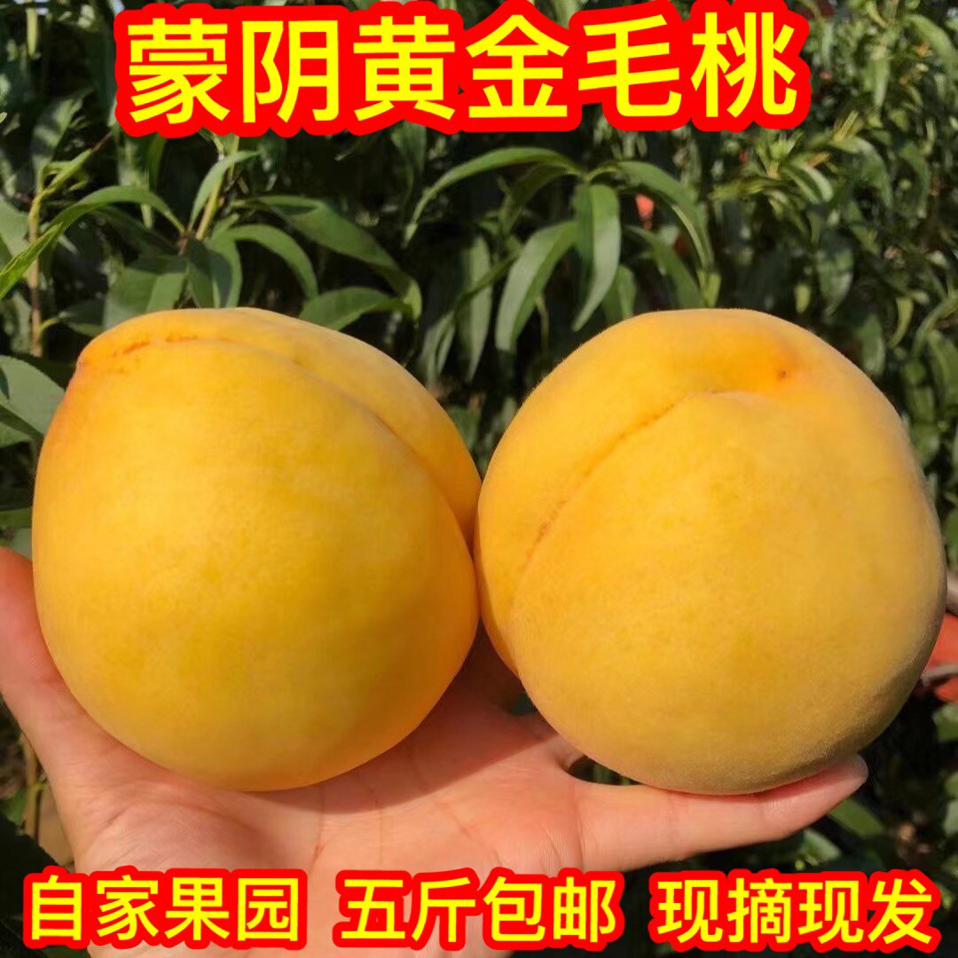 蒙阴黄桃黄金蜜桃水果新
