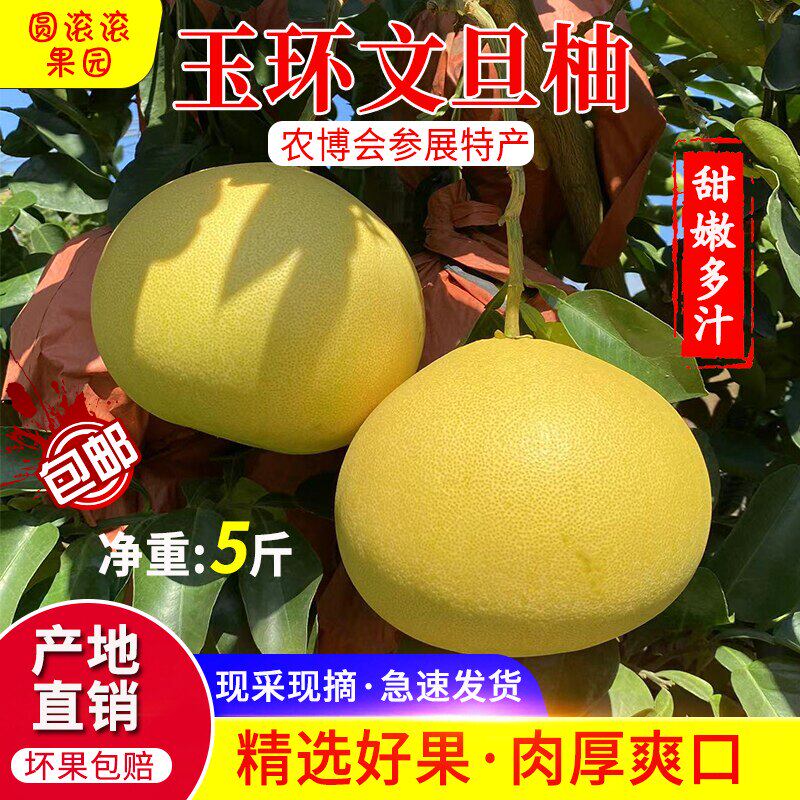正宗玉环文旦柚子15斤台