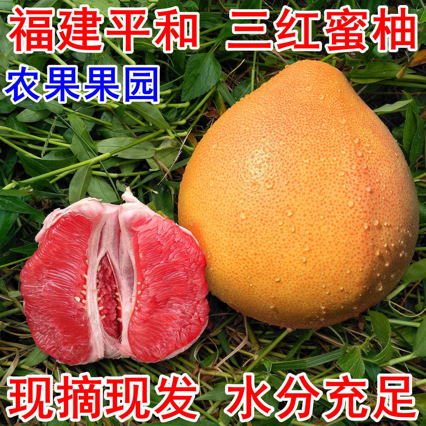 福建三红蜜柚管溪红肉密