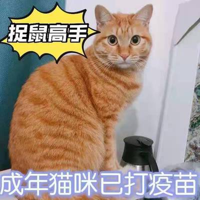 田园猫短毛捕鼠猫成年猫便宜