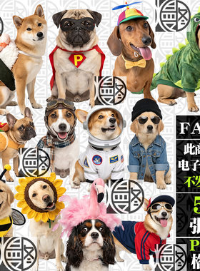 可爱小狗狗犬类萌宠装扮动物高清免扣PNG免抠图贴纸手账图案素材