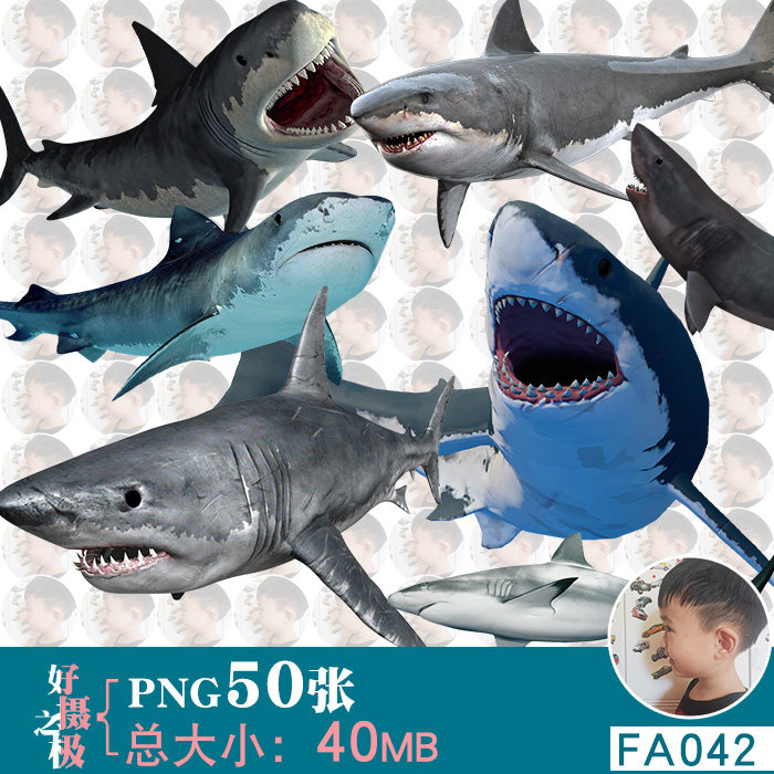 鲨鱼真实拍海洋动物鱼类免扣png免抠图片水下世界ps合成用素材