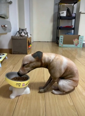 萌趣狗子嗯嗯造型抱枕可爱家居摆件玩偶毛绒玩具丑萌抖音同款抽象