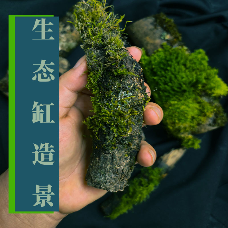 苔藓木大灰藓生态缸造景材料包灌木林雨林缸溪流缸装饰微景缸鲜活