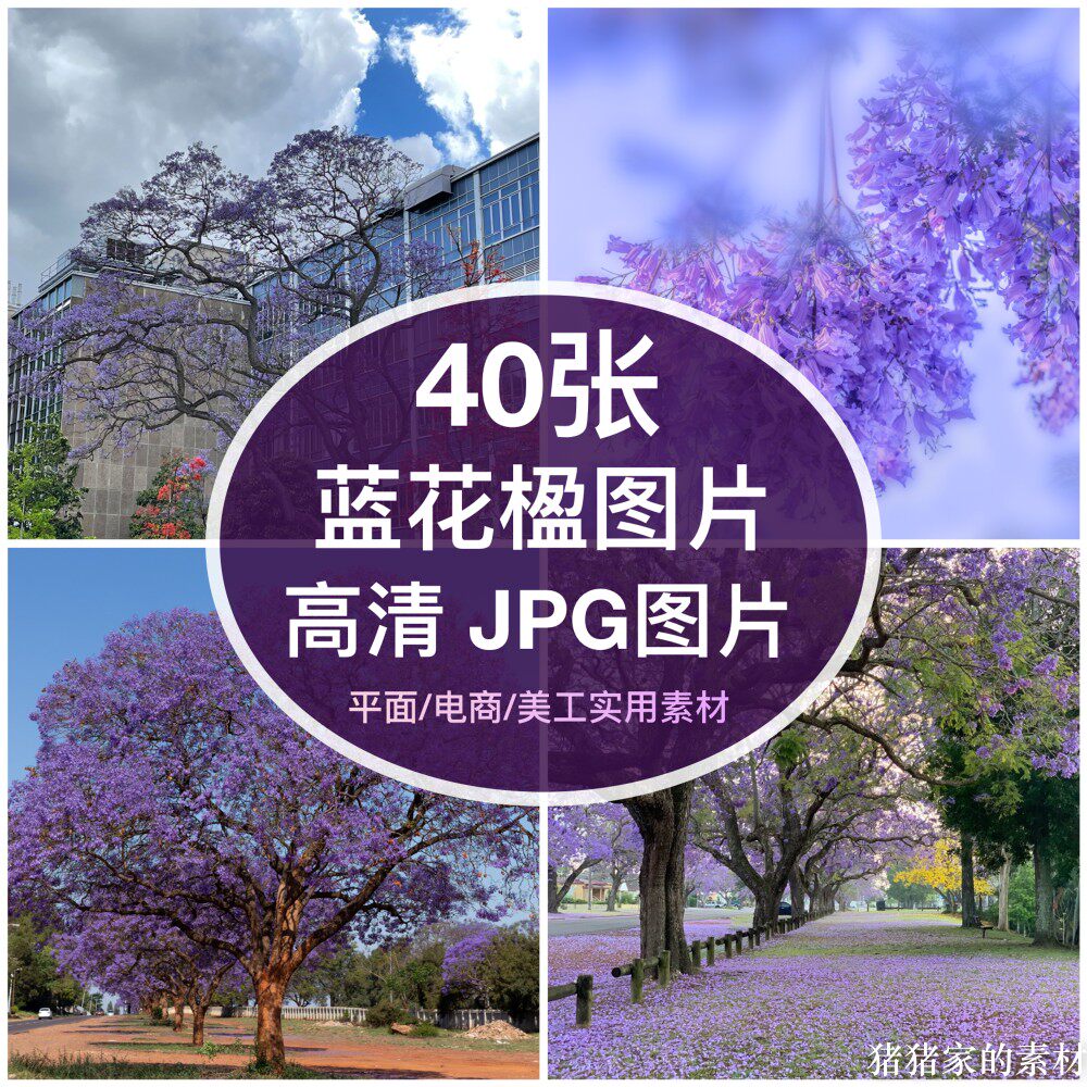 高清图库浪漫紫色蓝花楹图片自媒体抖音网红装饰设计手机壁纸素材图片