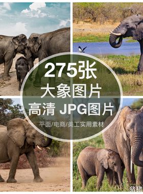 高清含竖图动物大象图片非洲象装饰画芯打印喷绘画手机摄影素材