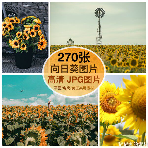 高清含竖图向日葵图片素材鲜花朵花海抖音摄影图文绘画ps手机壁纸