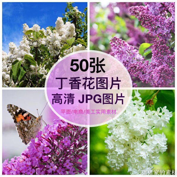 高清图库紫丁香花图片素材多花朵自媒体抖音ps设计手机画摄影壁纸图片
