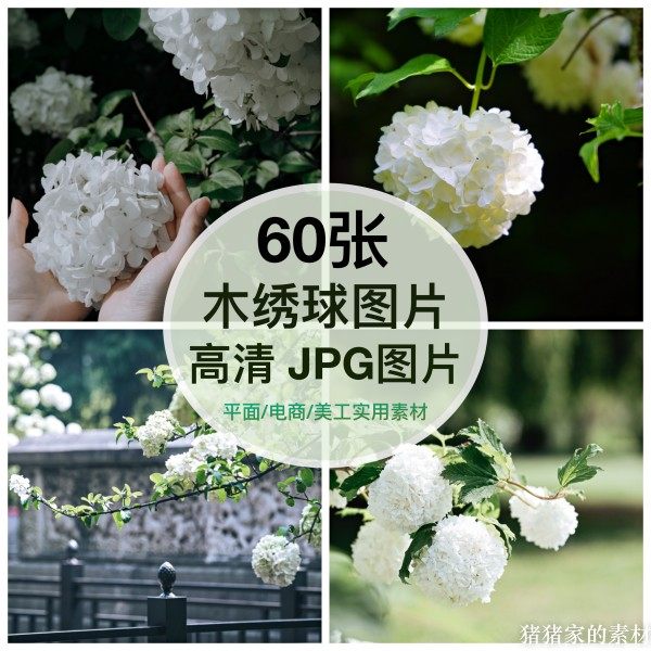高清图片 清新木绣球花树花朵自媒体抖音网红PS设计手机壁纸素材图片