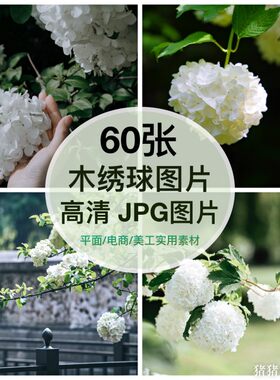 高清图片 清新木绣球花树花朵自媒体抖音网红PS设计手机壁纸素材