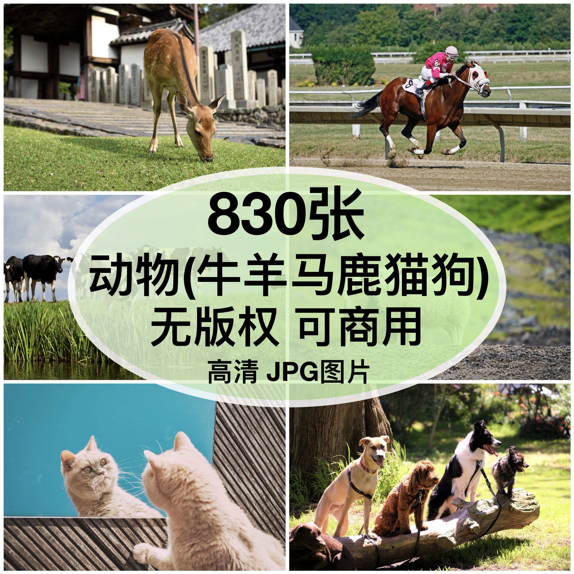 可商用︳高清动物牛羊马鹿猫狗图片自媒体配图绘画背景素材无版权图片