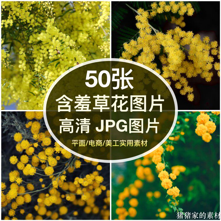 高清图库 黄色含羞草花图片素材多花朵自媒体抖音装饰画摄影壁纸图片