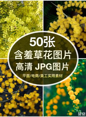 高清图库 黄色含羞草花图片素材多花朵自媒体抖音装饰画摄影壁纸