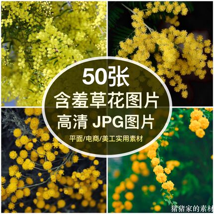 高清图库 黄色含羞草花图片素材多花朵自媒体抖音装饰画摄影壁纸