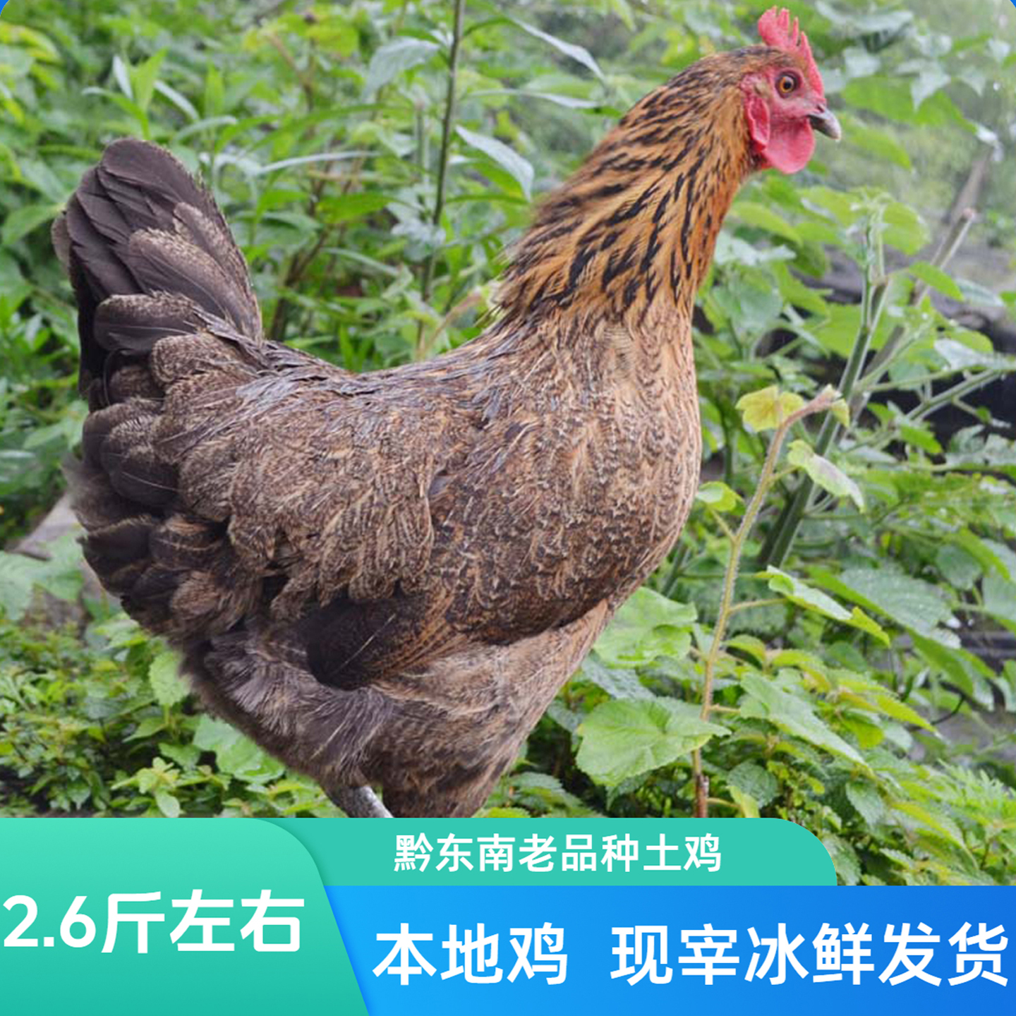 贵州本地鸡黔东南老品种土鸡小香鸡农家散养鸡月子鸡现宰冰鲜发货