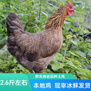 贵州本地鸡黔东南老品种土鸡小香鸡农家散养鸡月子鸡现宰冰鲜发货