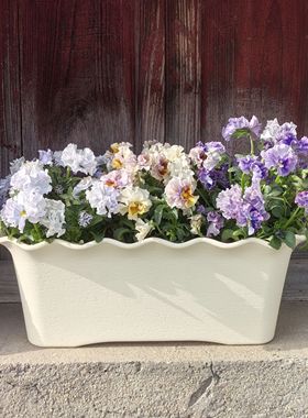 角堇草莓郁金香洋水仙风信子矮千牛盆长方形盆草花花盆塑料树脂