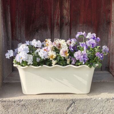角堇草莓郁金香洋水仙风信子矮千牛盆长方形盆草花花盆塑料树脂