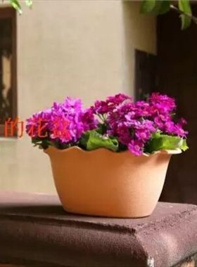 38包邮加宽长槽加厚诚信树脂椭圆花盆球根草花矮牵牛郁金香朱顶红