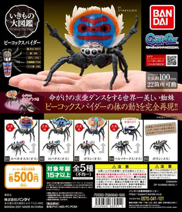 万代 正版扭蛋 生物大图鉴系列之孔雀蜘蛛澳洲动物摆件 现货
