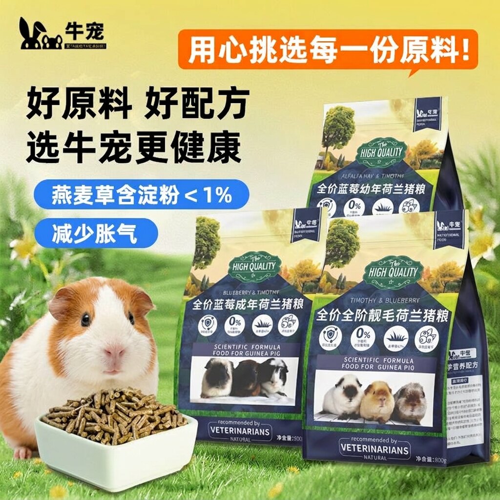荷兰猪豚鼠天竺鼠宠物成年专用图片