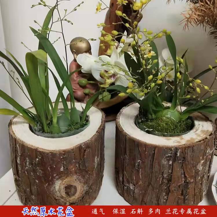 原木头花盆杉木树桩实木花盆多肉植物铁皮石斛兰花专用室内绿植花