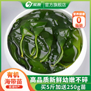溢源有机海带苗嫩无特级新鲜盐渍海带嫩苗非干货火锅凉拌霞浦特产