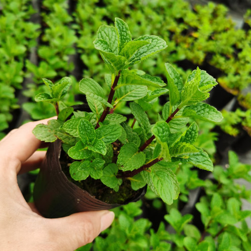 幼儿园种植小盆栽留兰香薄荷