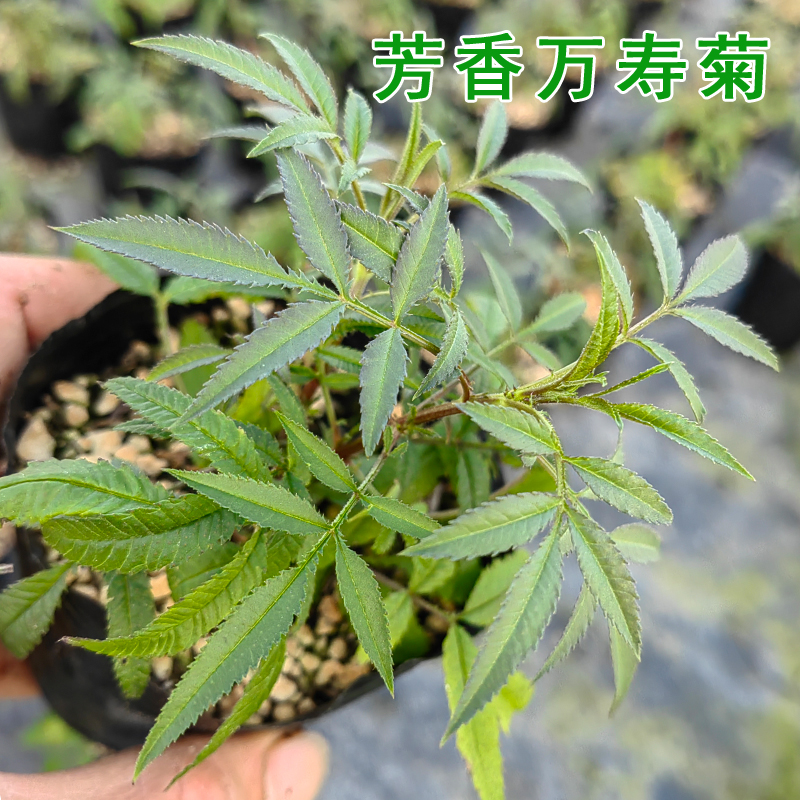 万寿菊苗多年生驱蚊盆栽花苗