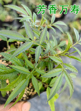 万寿菊苗多年生驱蚊盆栽花苗