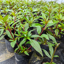 南方佩兰苗阳台盆栽芳香植物水香鸡骨香可食用中草药耐寒小苗