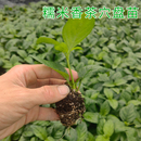 云南糯米香茶树苗穴盘苗大叶糯米香叶盆栽可泡茶食用室内耐阴植物