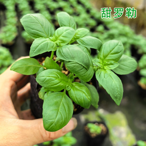 意大利甜罗勒食用九层塔小苗