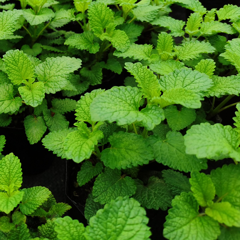 香蜂草花朵薄荷小苗盆栽茶饮
