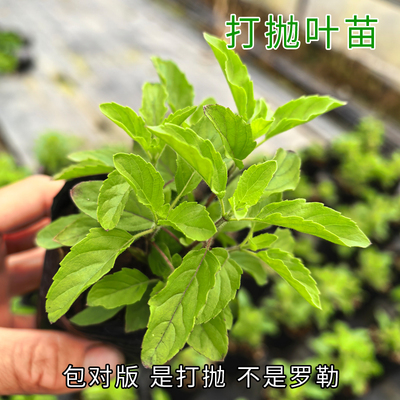 泰国打抛叶苗圣罗勒盆栽