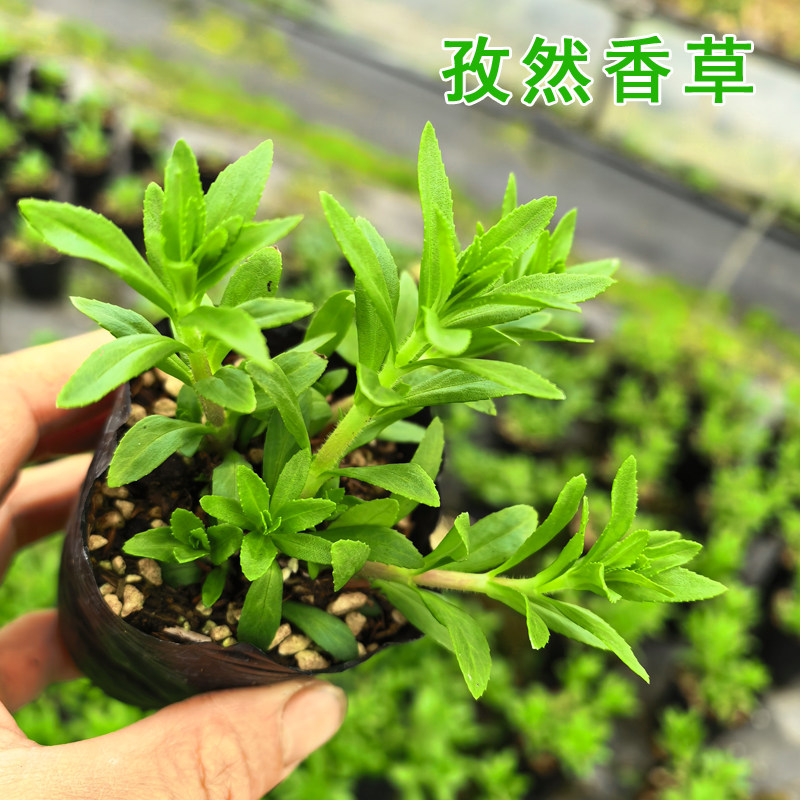 孜然香草越南毛翁苗可食用香料图片