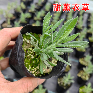 甜薰衣草 Lavender 薰衣草苗 香草苗 阳台盆栽小苗 小花穗高花茎